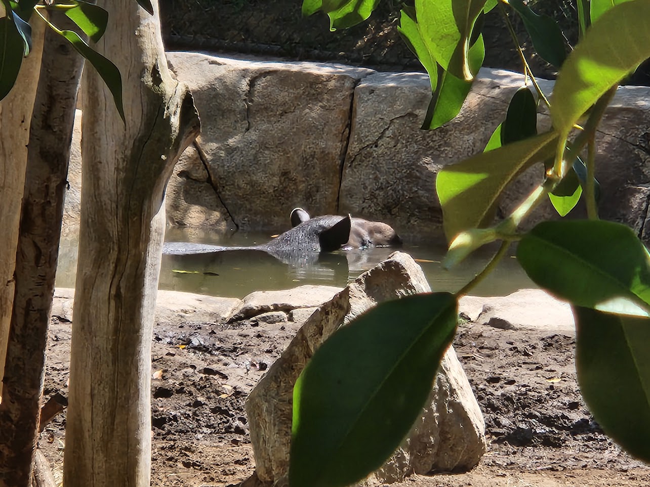 Warthog swimming