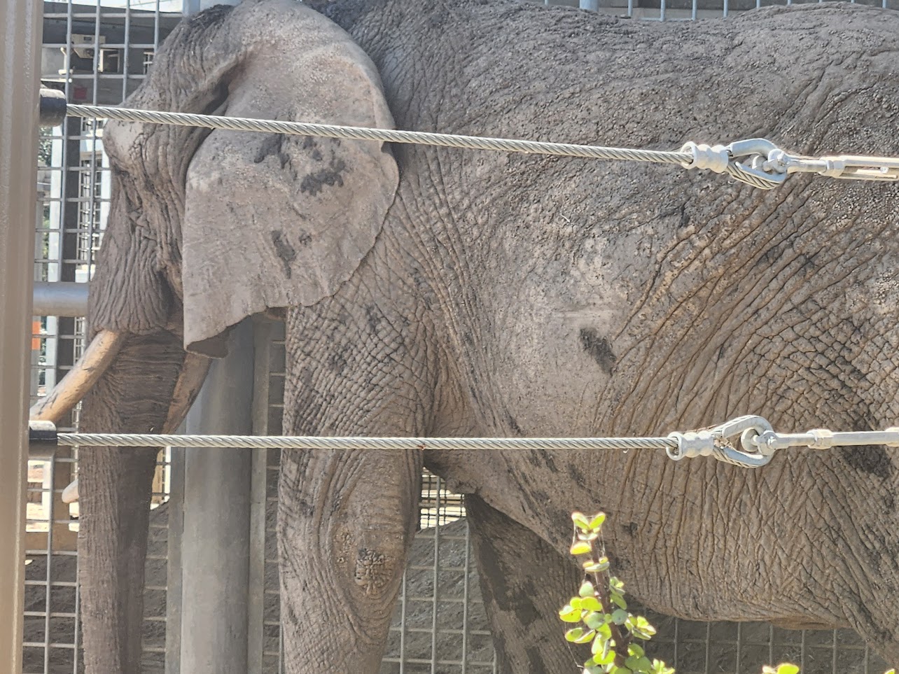 Elephant