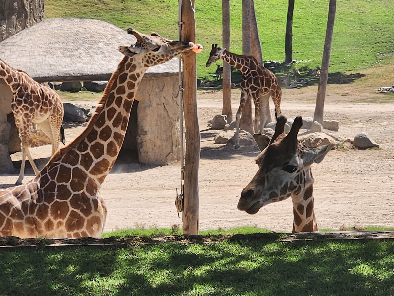 Giraffe poking its head up