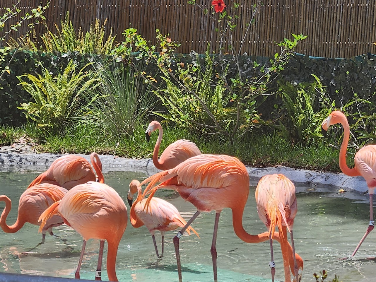 Pink flamingos