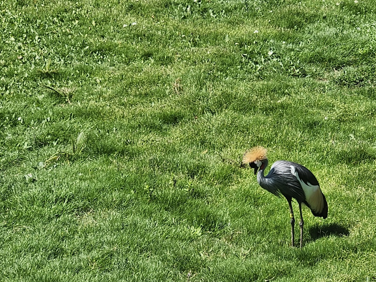 Bird in the grasws