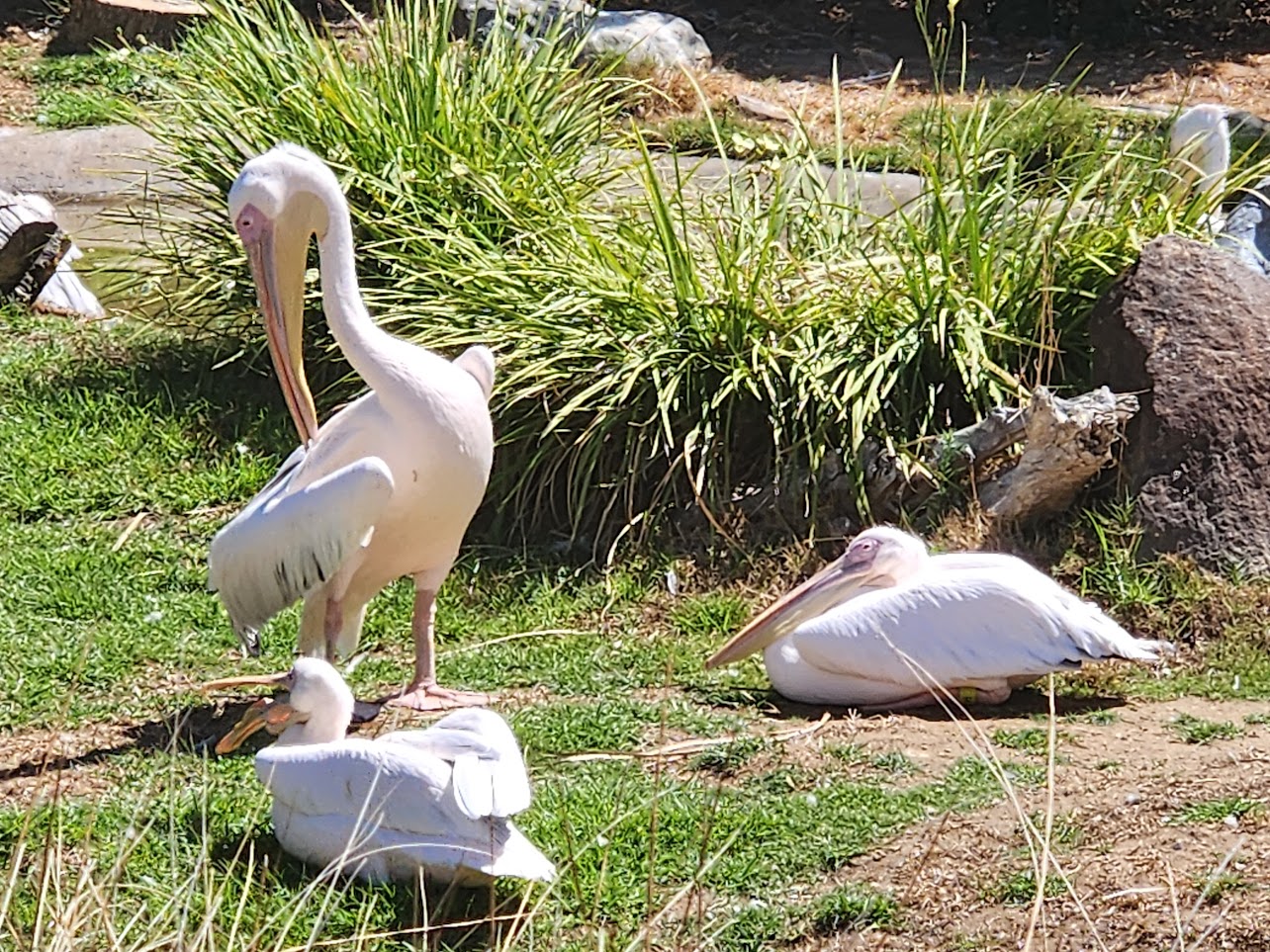 Birds resting