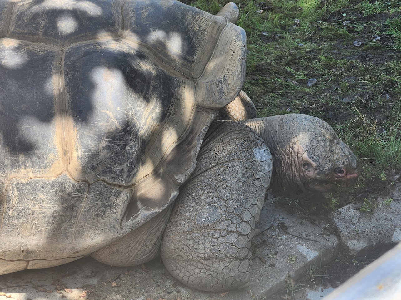 Tortoise
