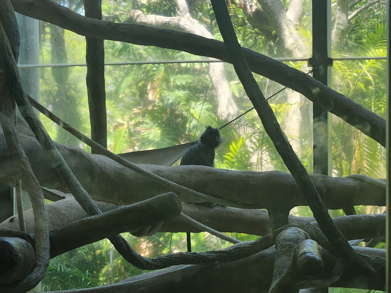 Lone monkey