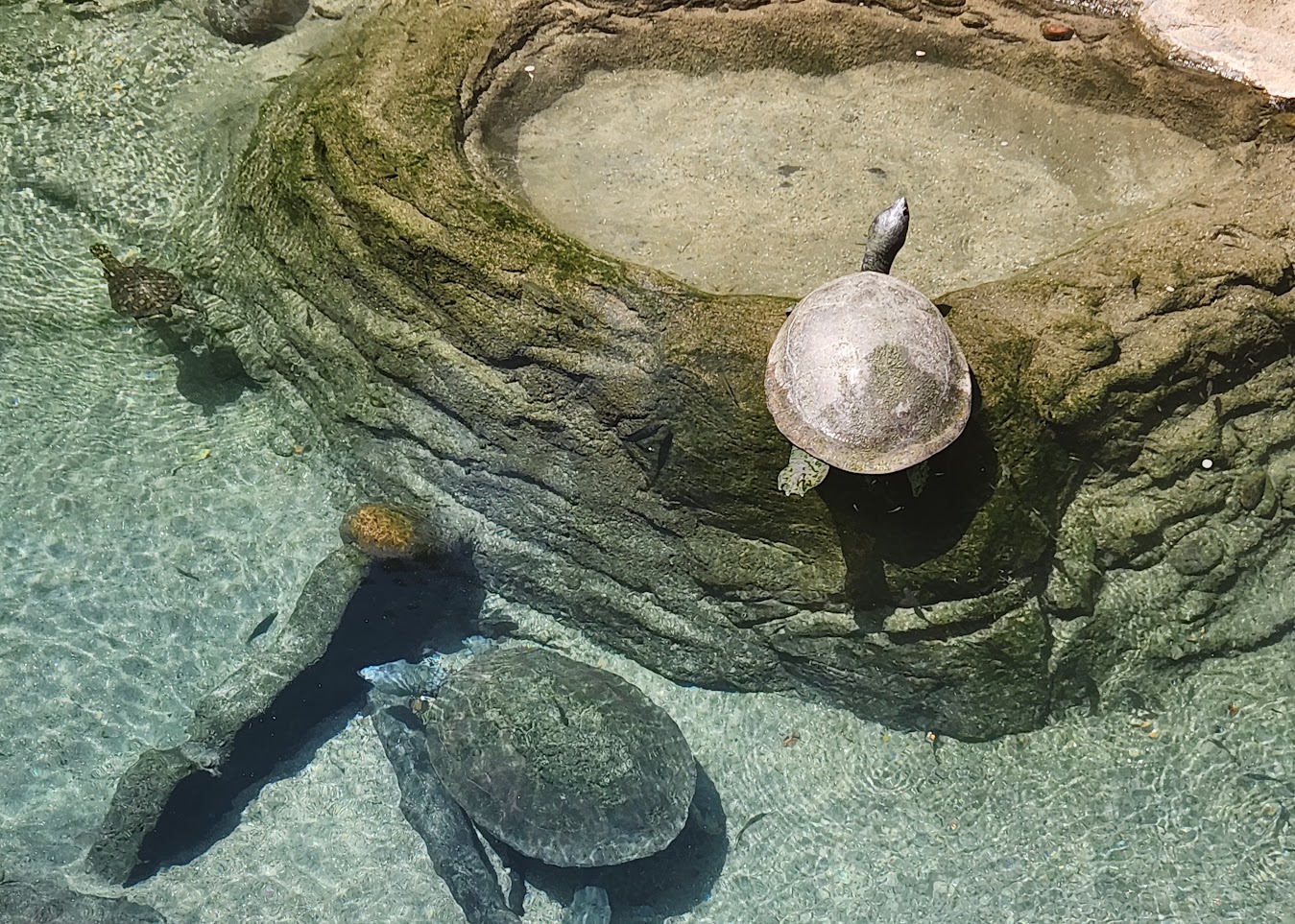 Two turtles