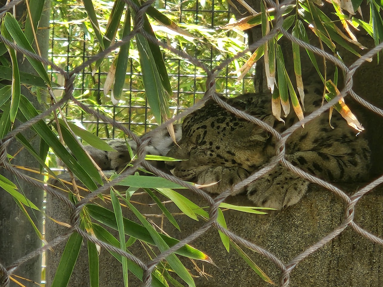Big cat sleeping