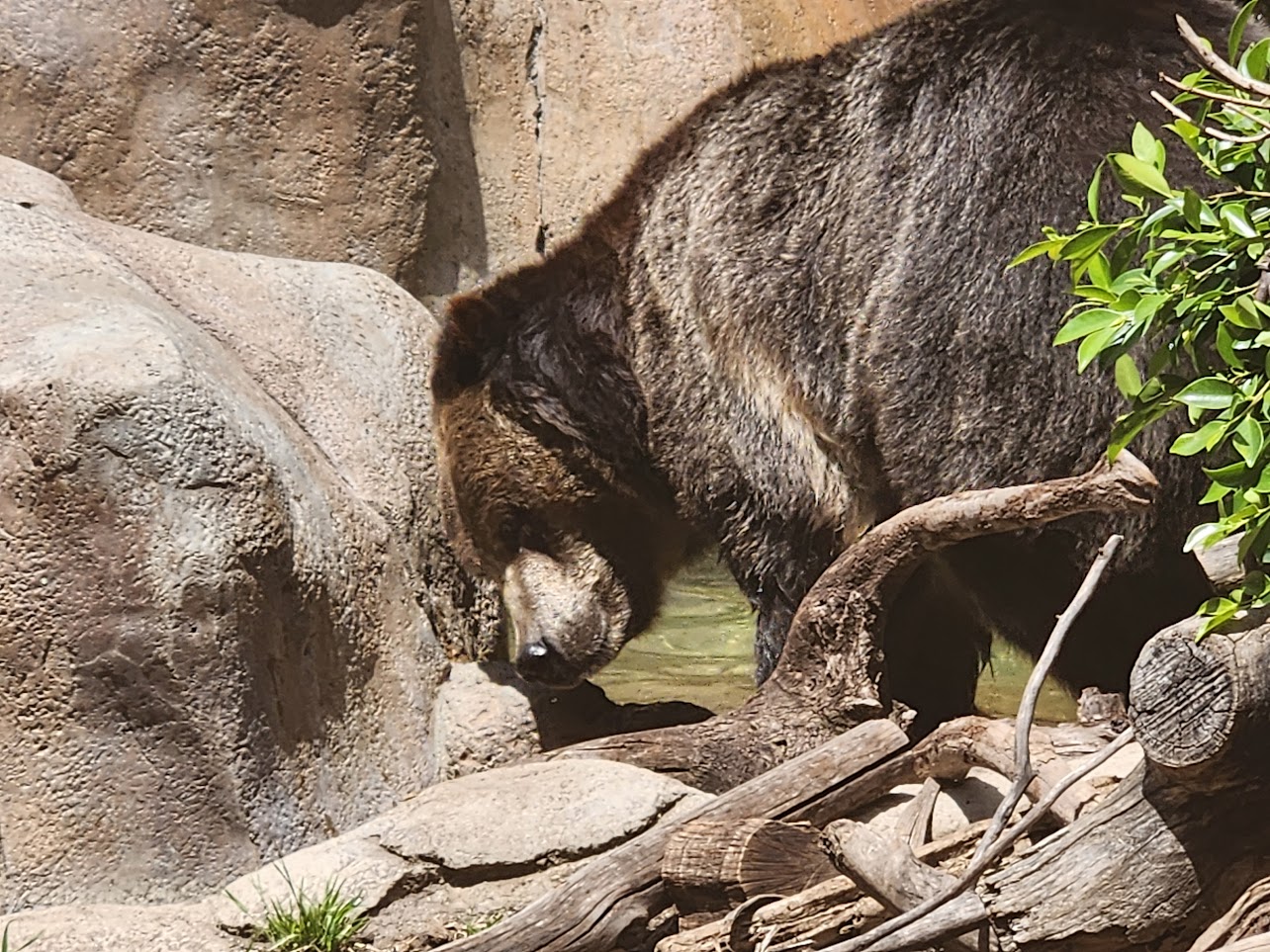 Black bear