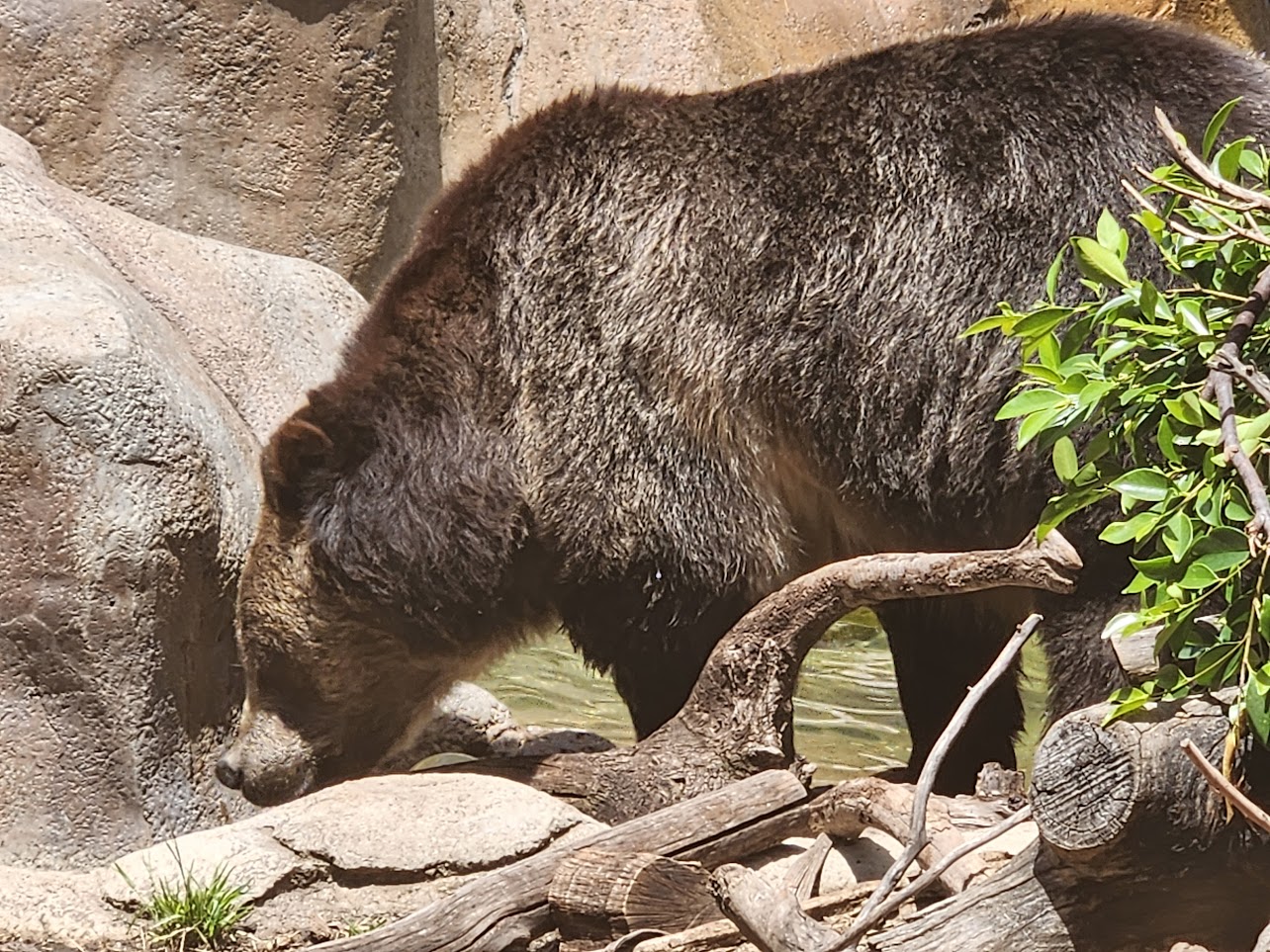 Black bear