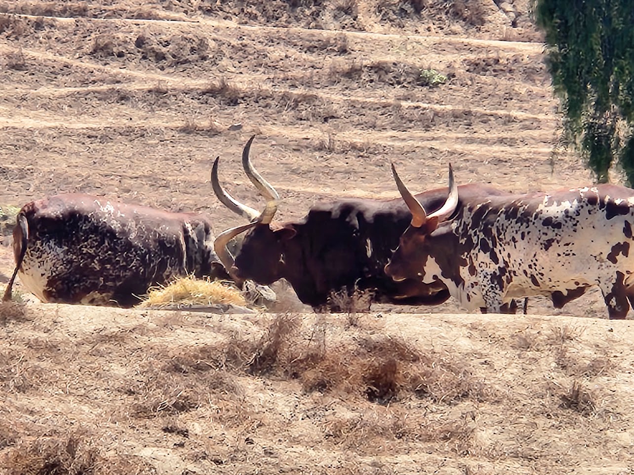 Safari park