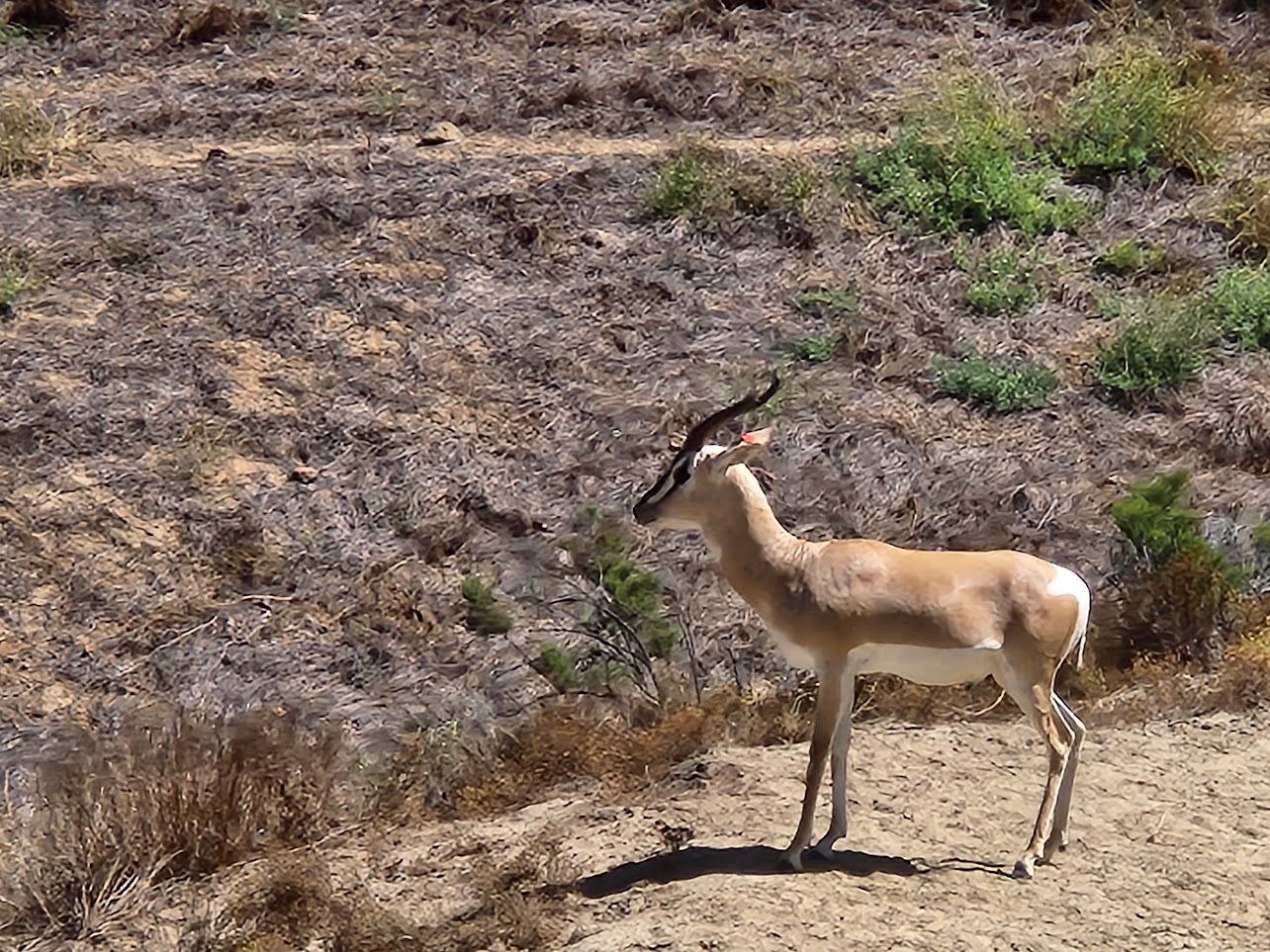 Safari park