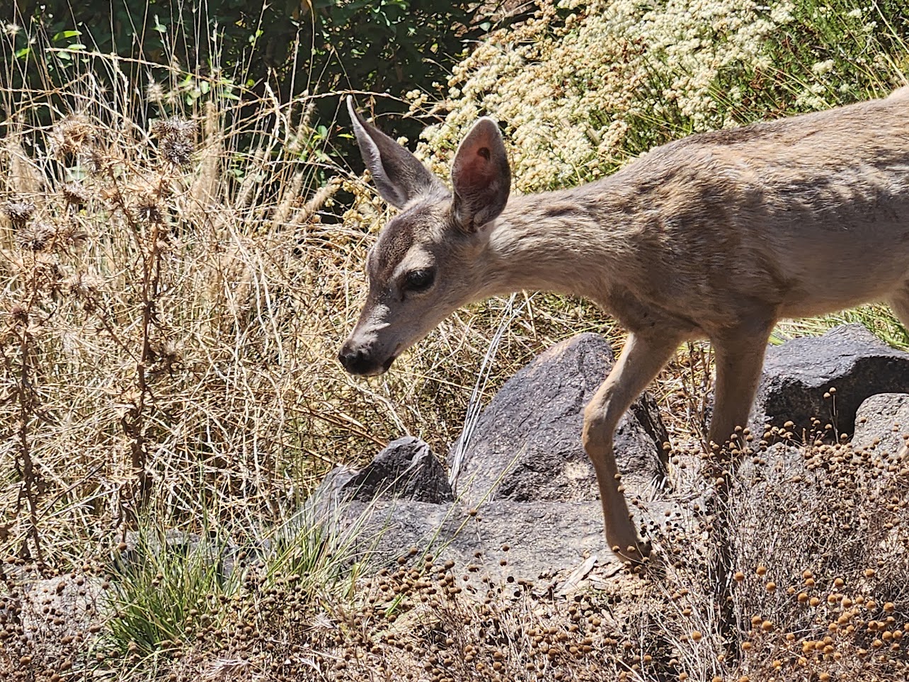 Local wildlife