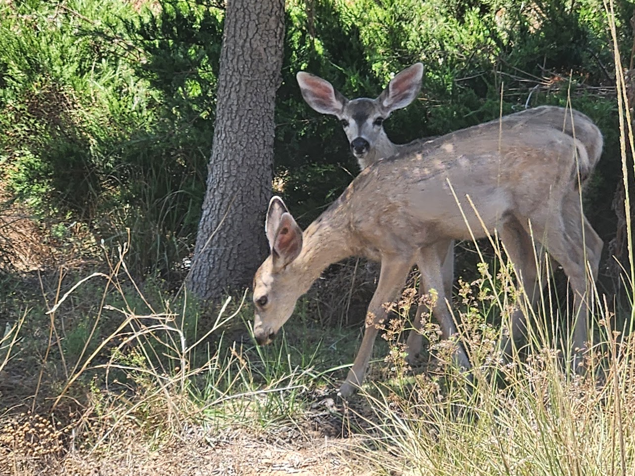 Local wildlife