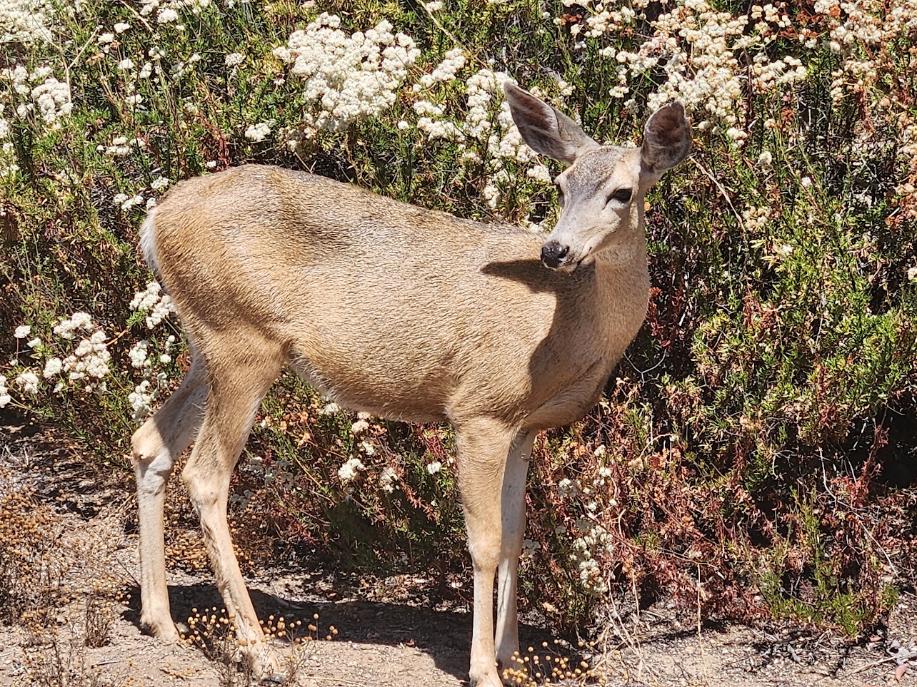 Local wildlife