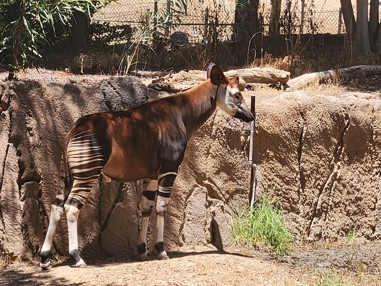 Safari park