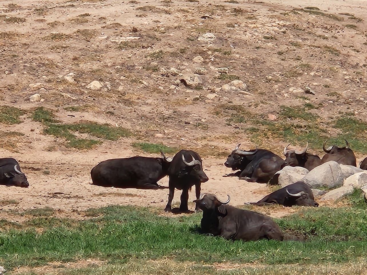 Safari park